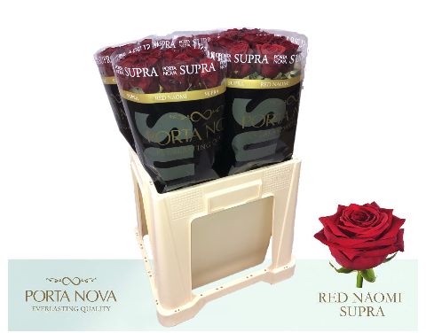R Gr Red Naomi!