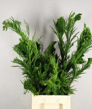 Cryptom J Cristata 80L.cm