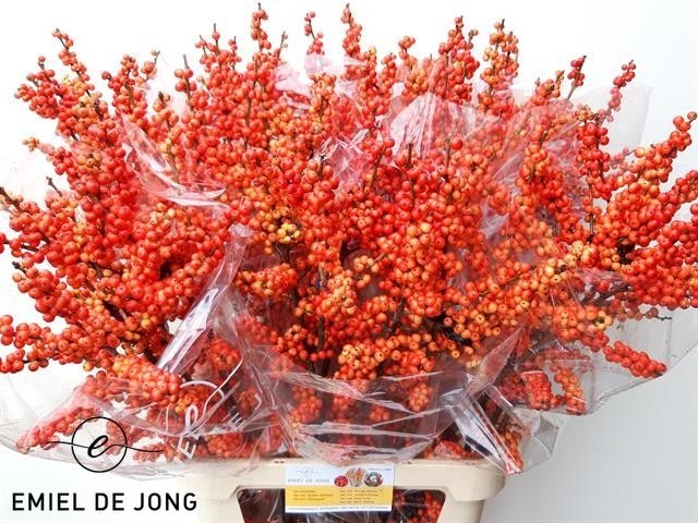 Ilex Oudijks Orange 100cm