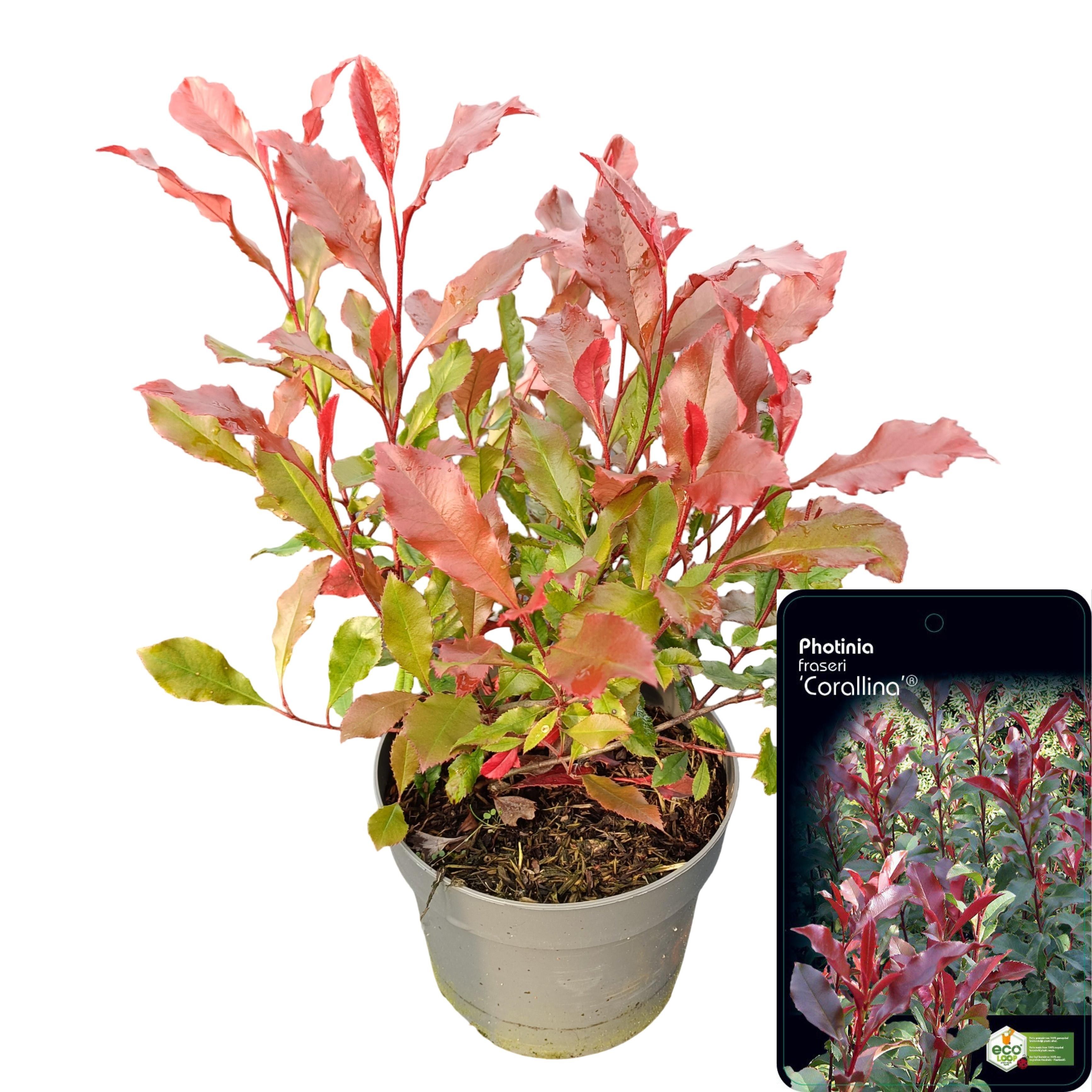 Picture of Photinia fraseri 'Corallina' ® C2