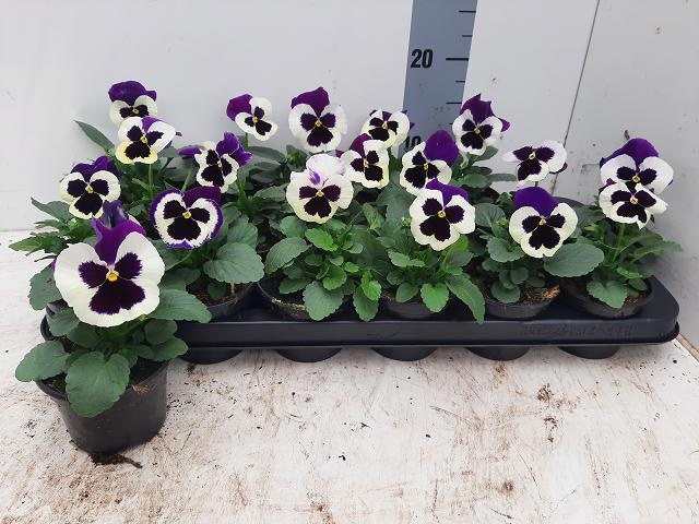 Vio Del Viol+white 9Ø 12cm