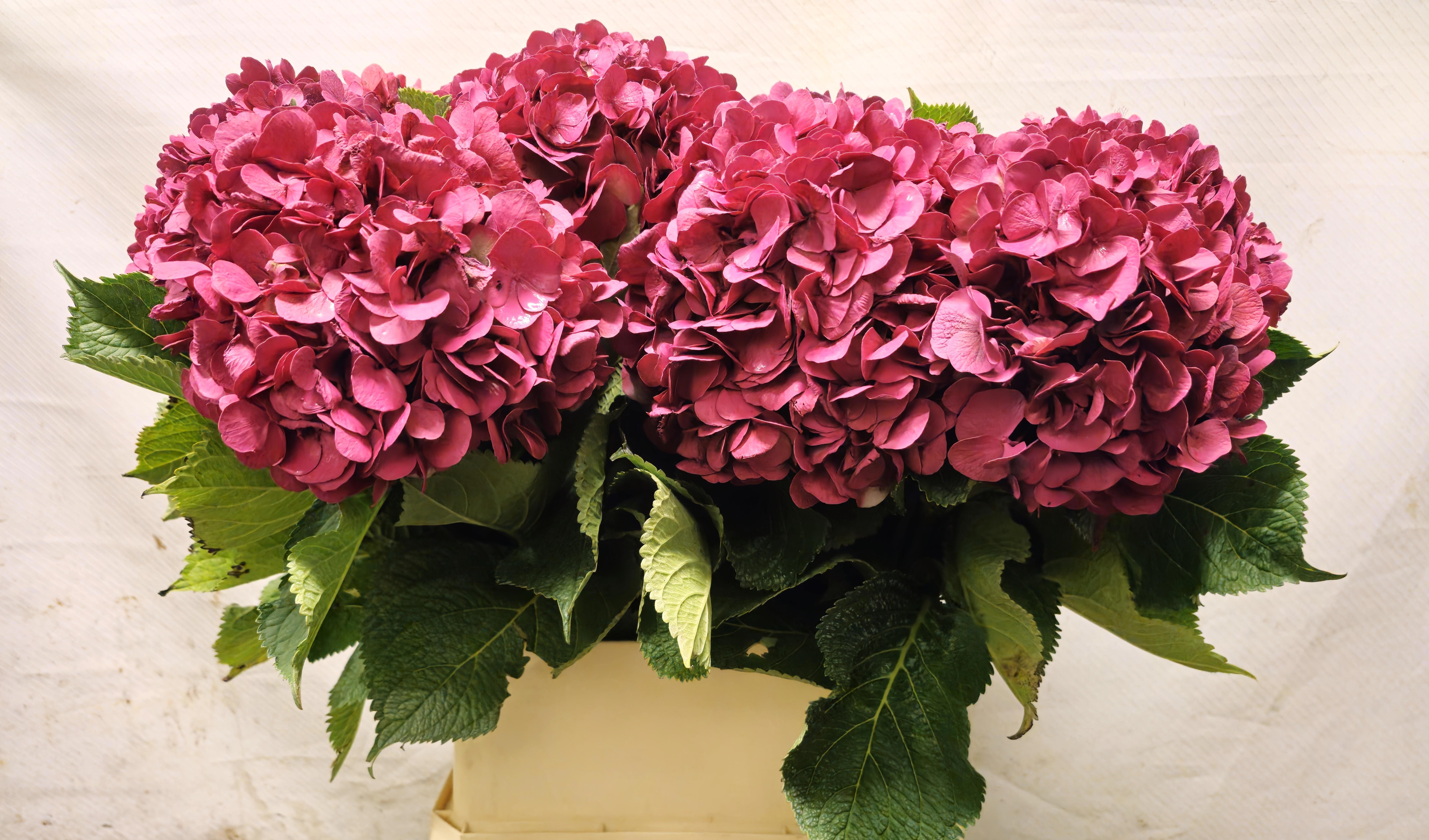 Hydrangea Painted 90cm 20Ø