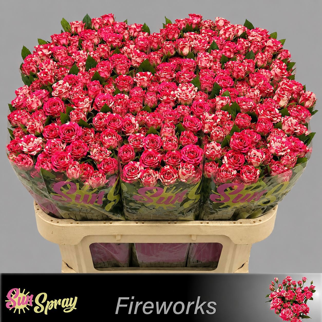 Rosa Spr Fireworks 70cm