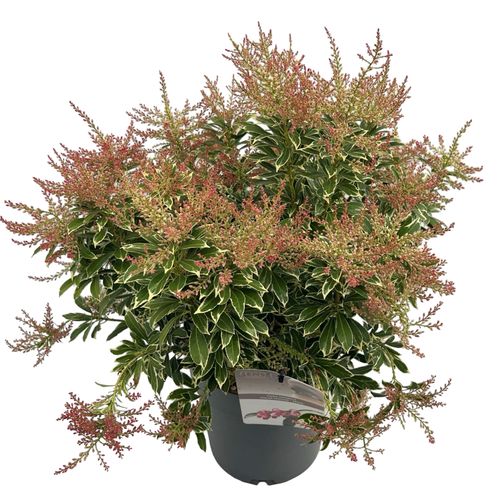 Pieris 'Polar Passion' ® sense p23 Asra