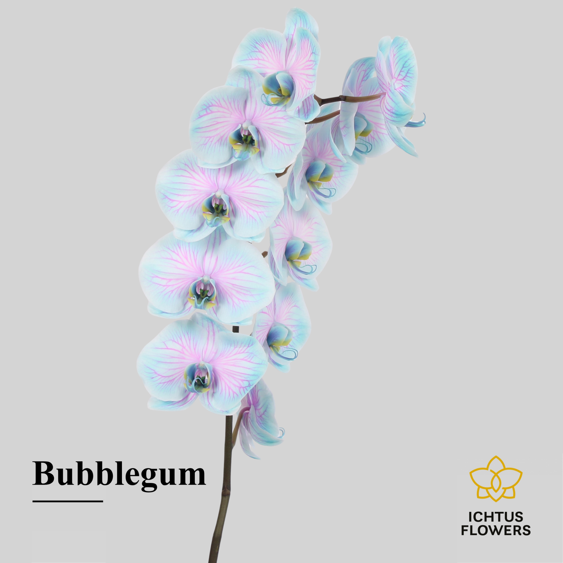 Phal Painted Excl. Bubblegum Tak 9+