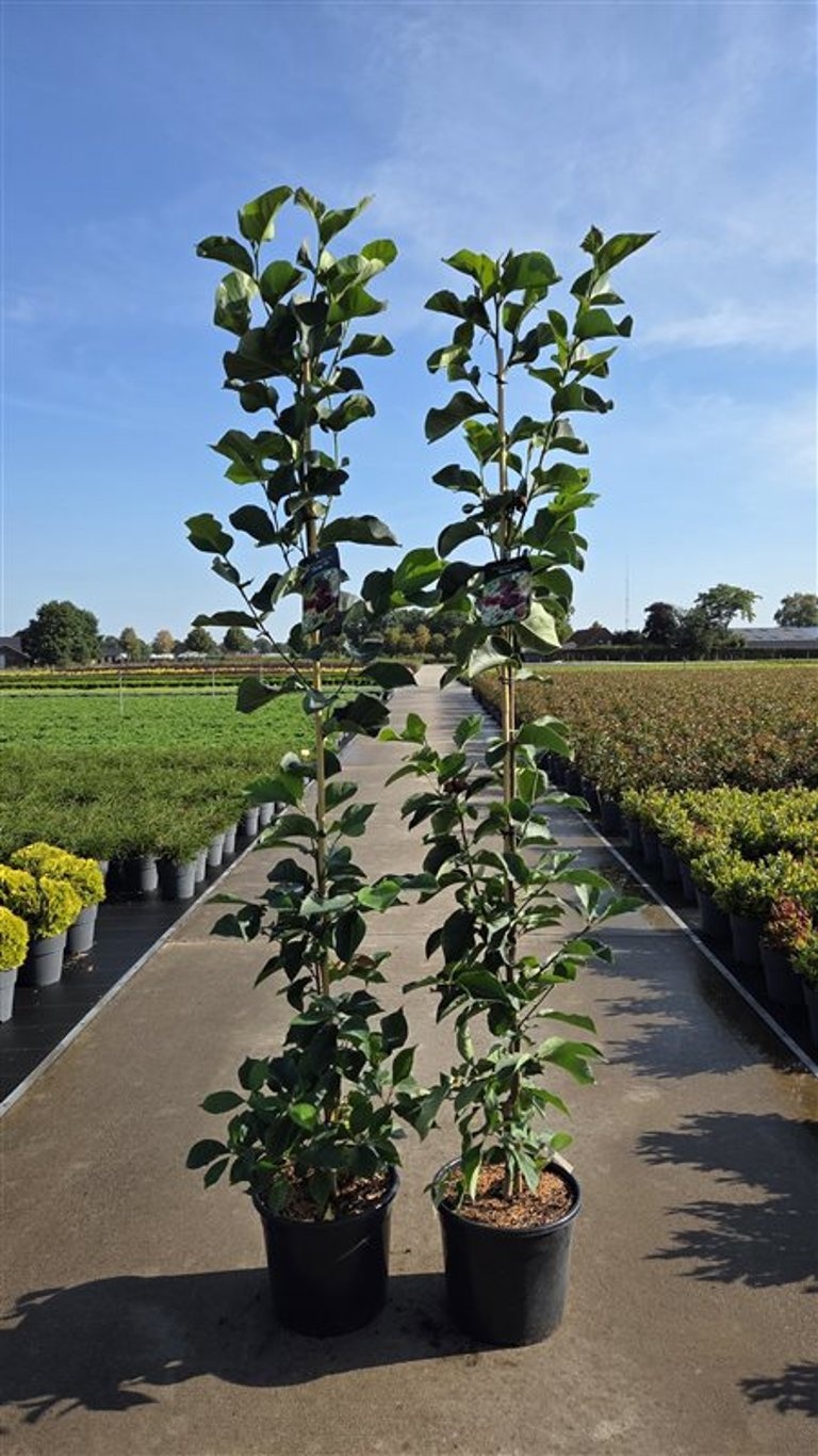 Magnolia 'Genie'