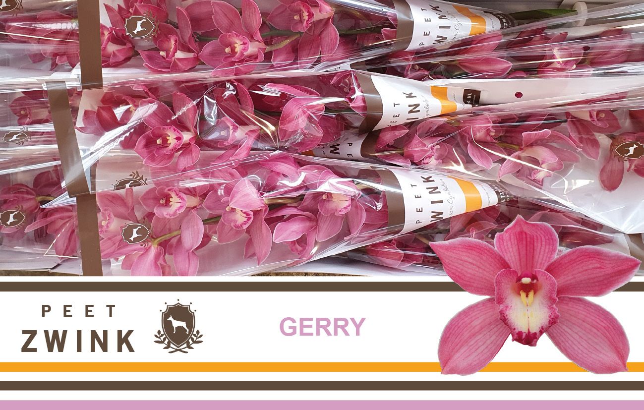 Cymbidium Gerry 8/11bl