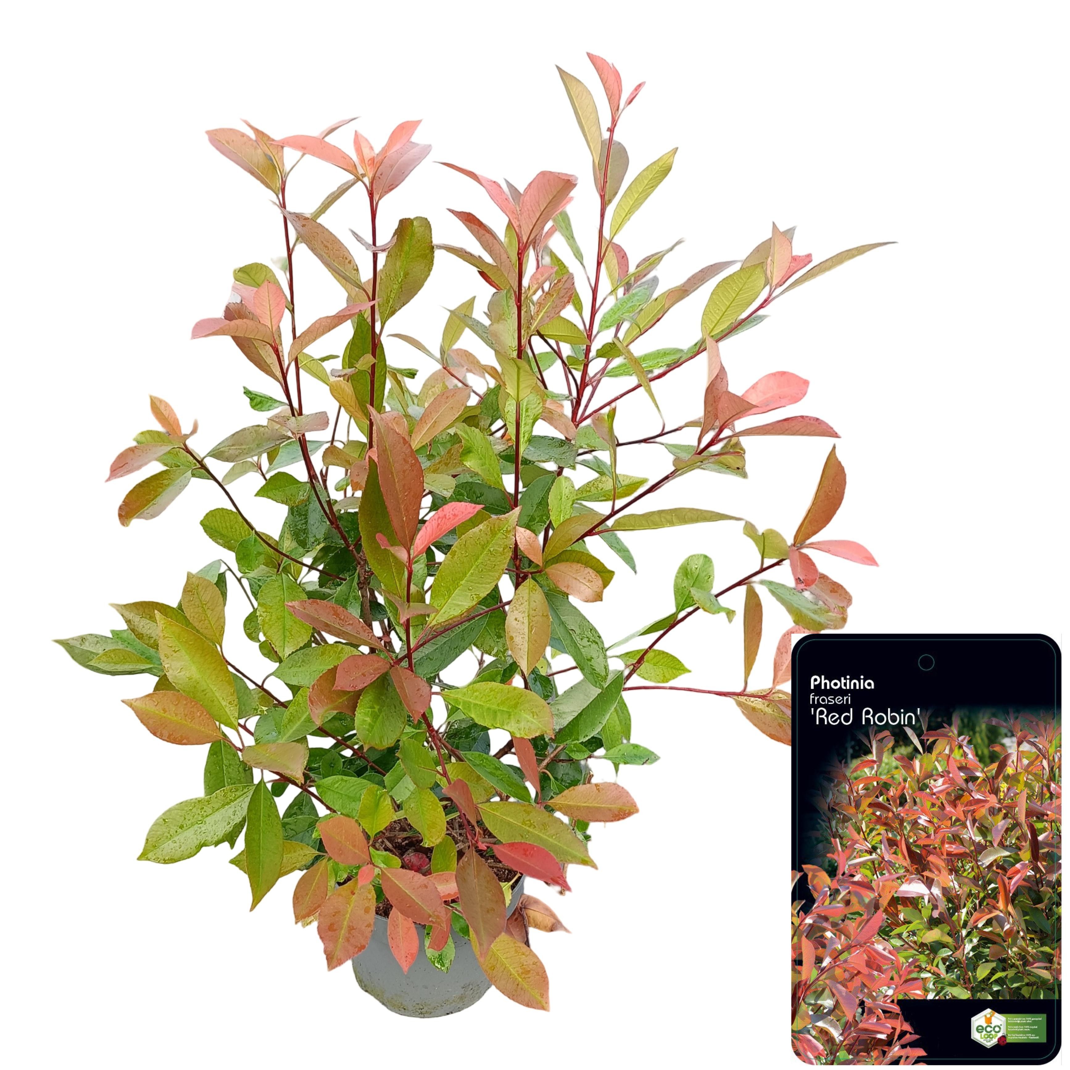 Picture of Photinia fraseri 'Red Robin' C5