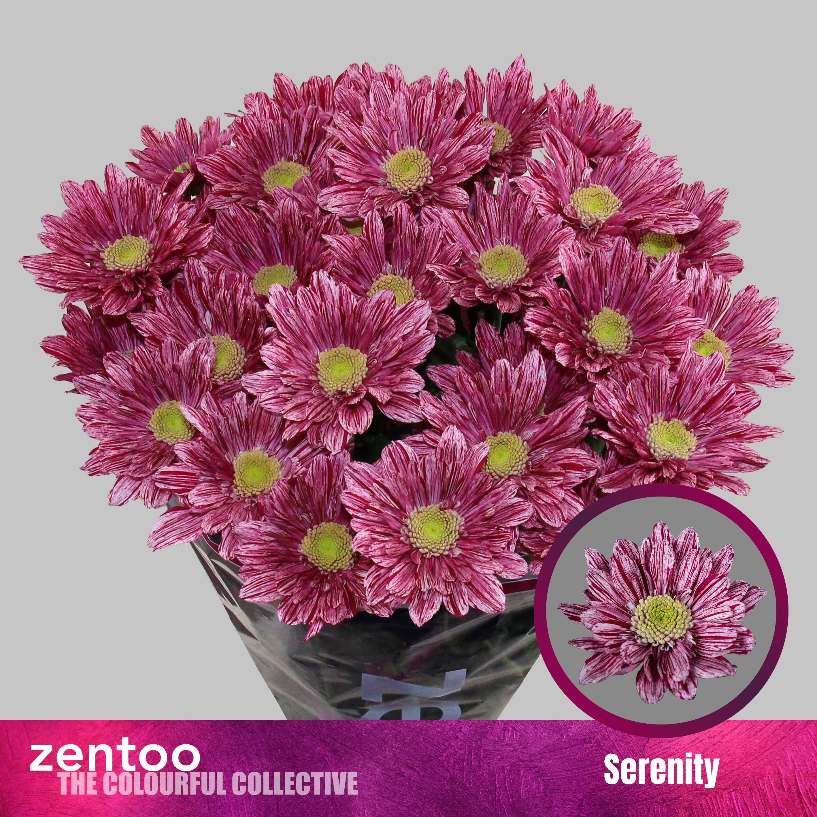 Chrys Spray Serenity 80gram