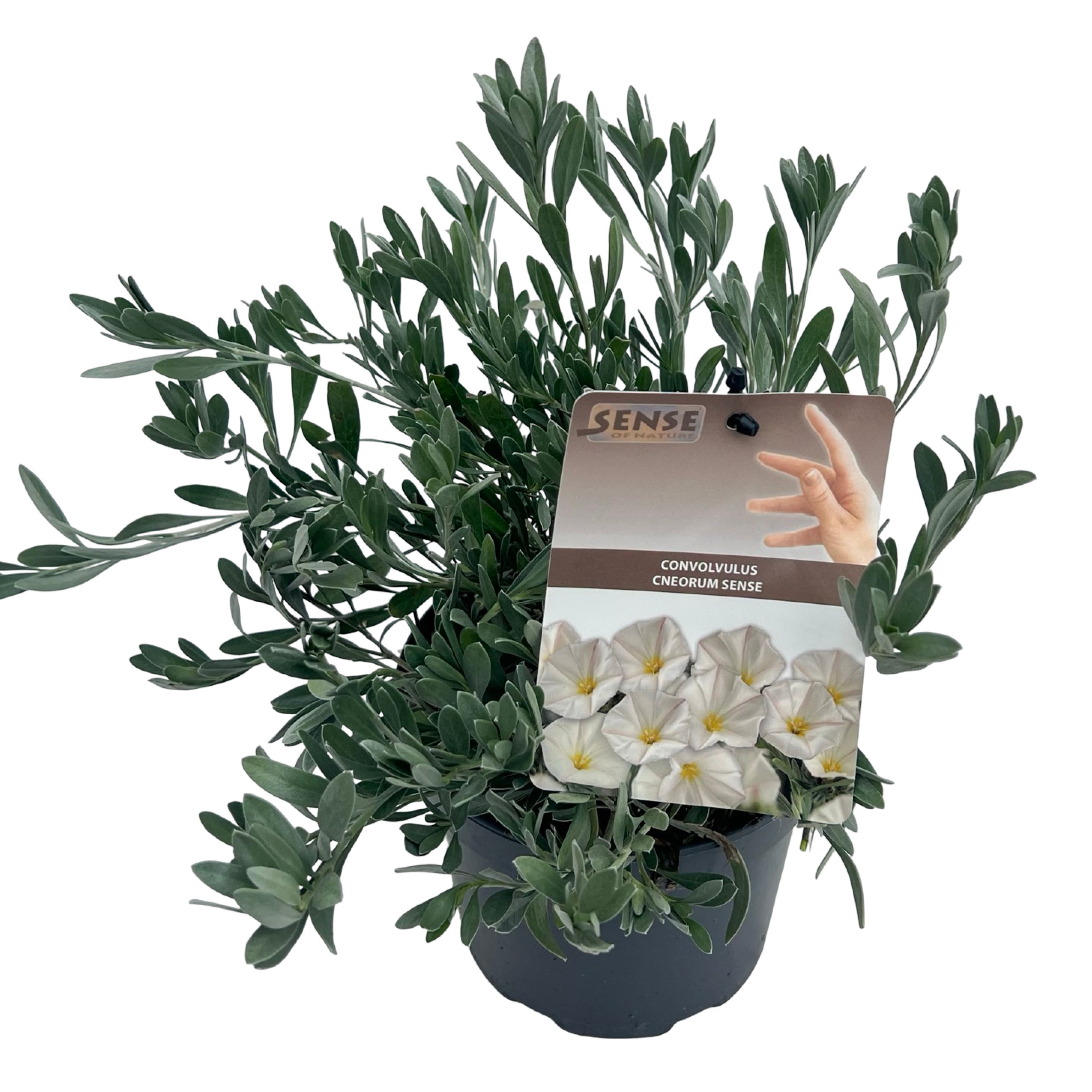 Convolvulus cneorum sense