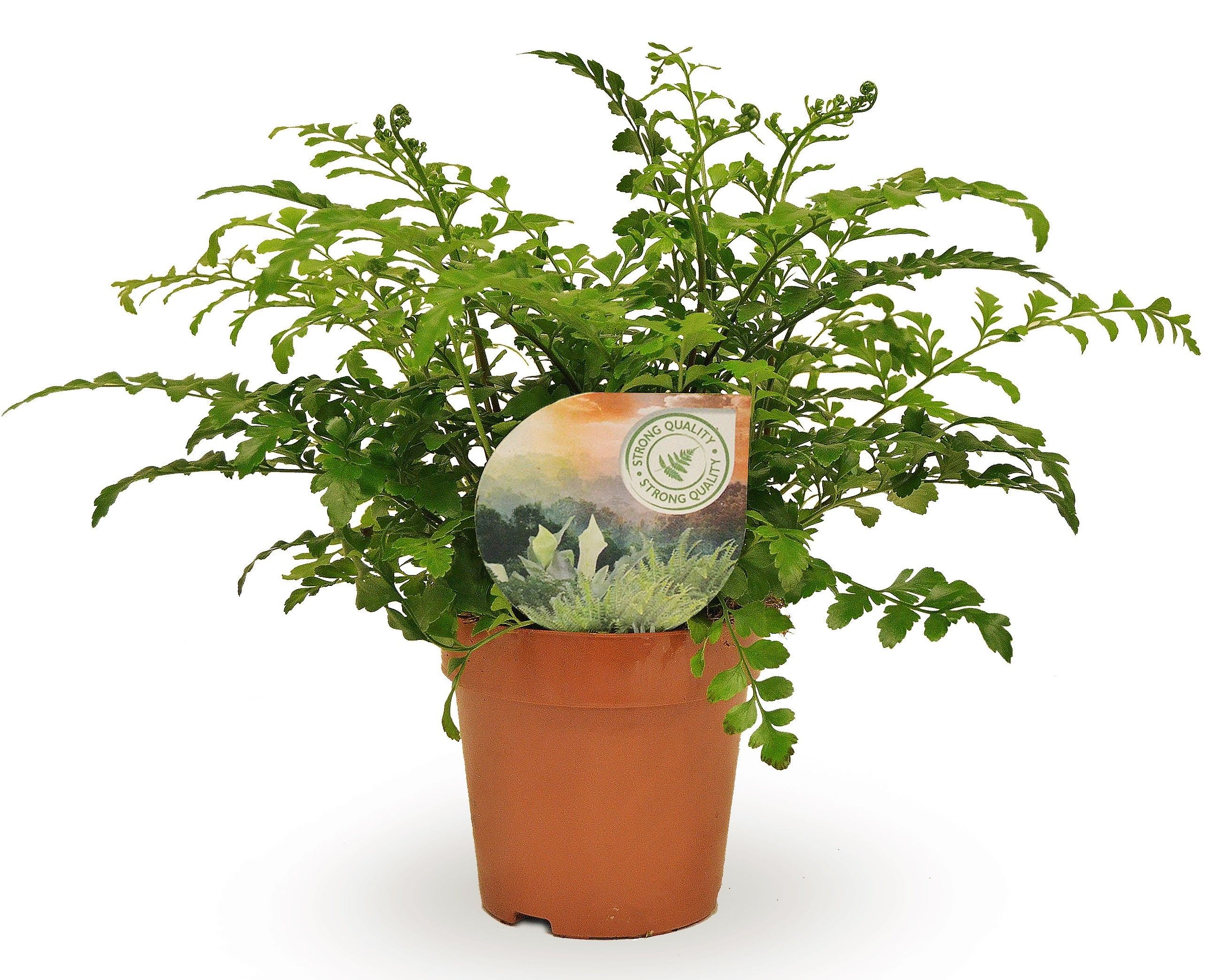 Asplenium Parvati