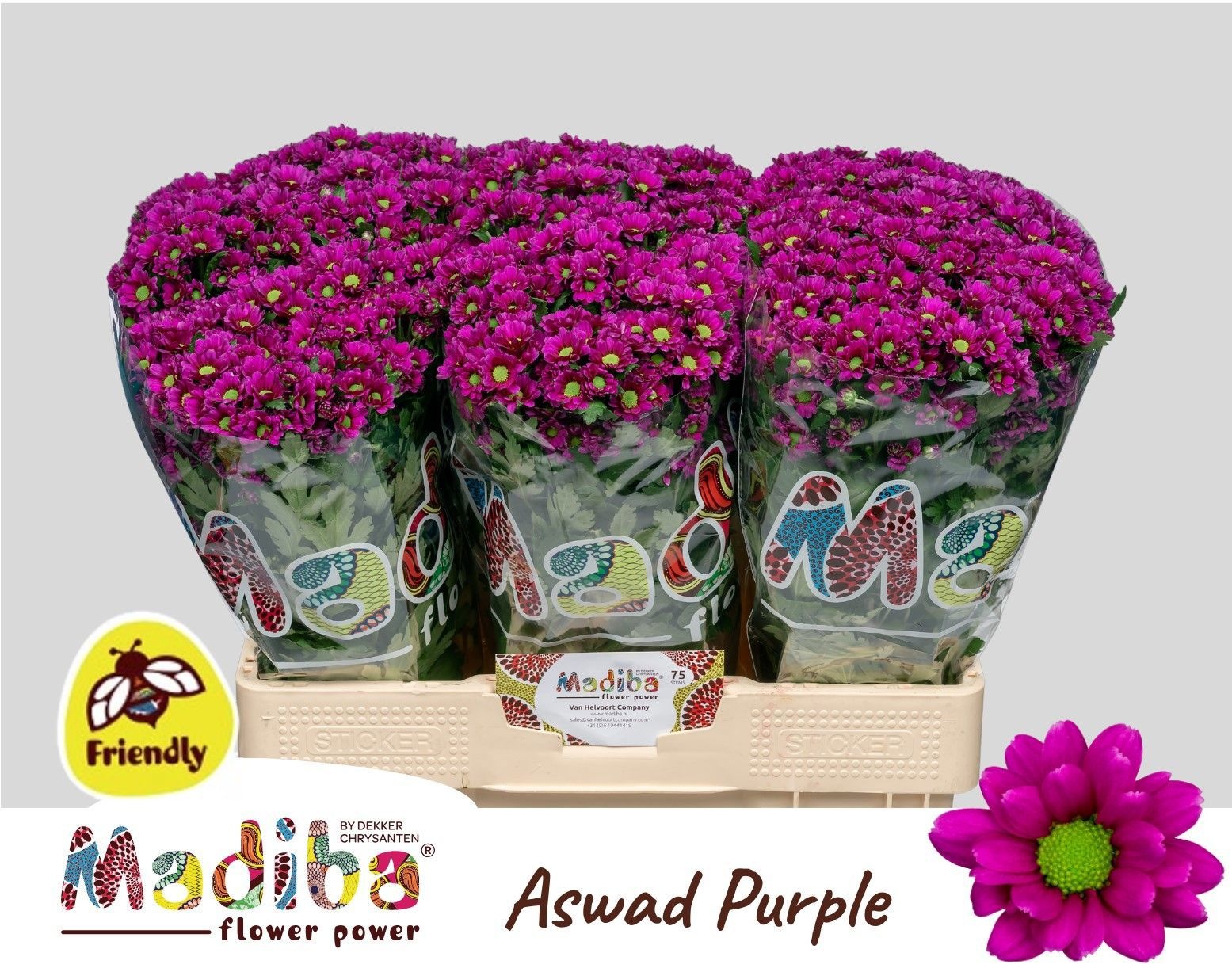 Chrys Santini Aswad Purple 55cm 950Ø