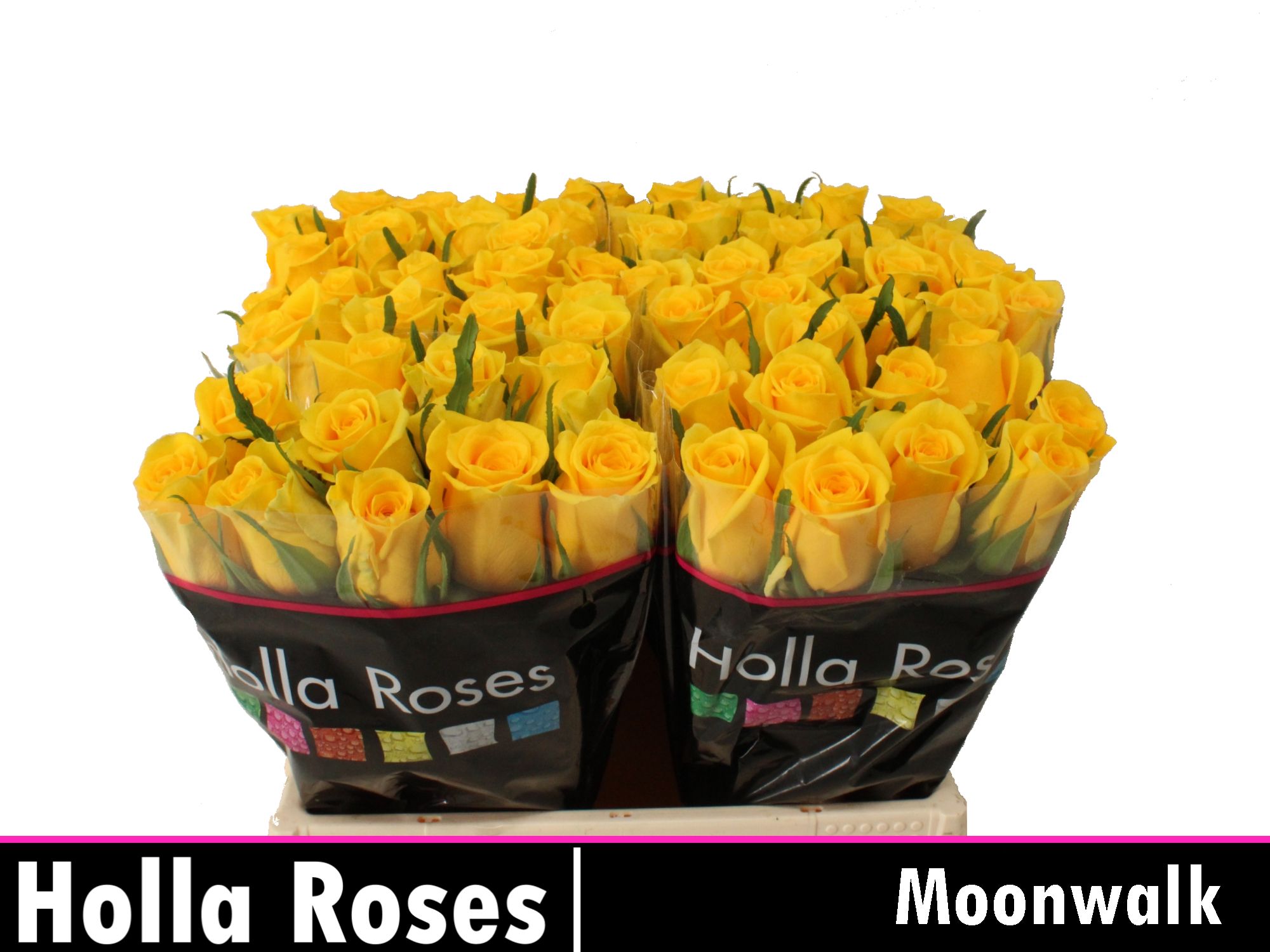 Rosa Moonwalk 35cm