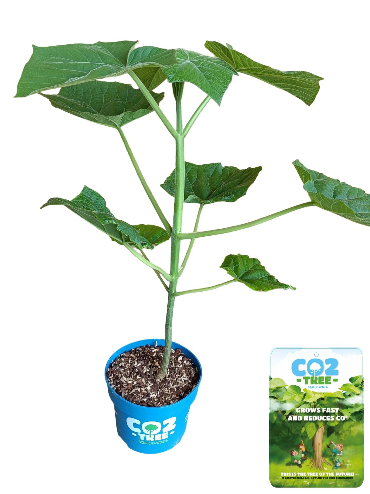 Picture of Paulownia elongata 'Futuro'® C5
