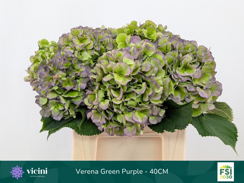 Hydrangea Verena Classic Blue 40cm 16Ø