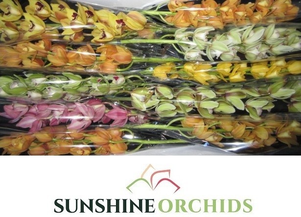 Cymbidium Asst Mini 60cm