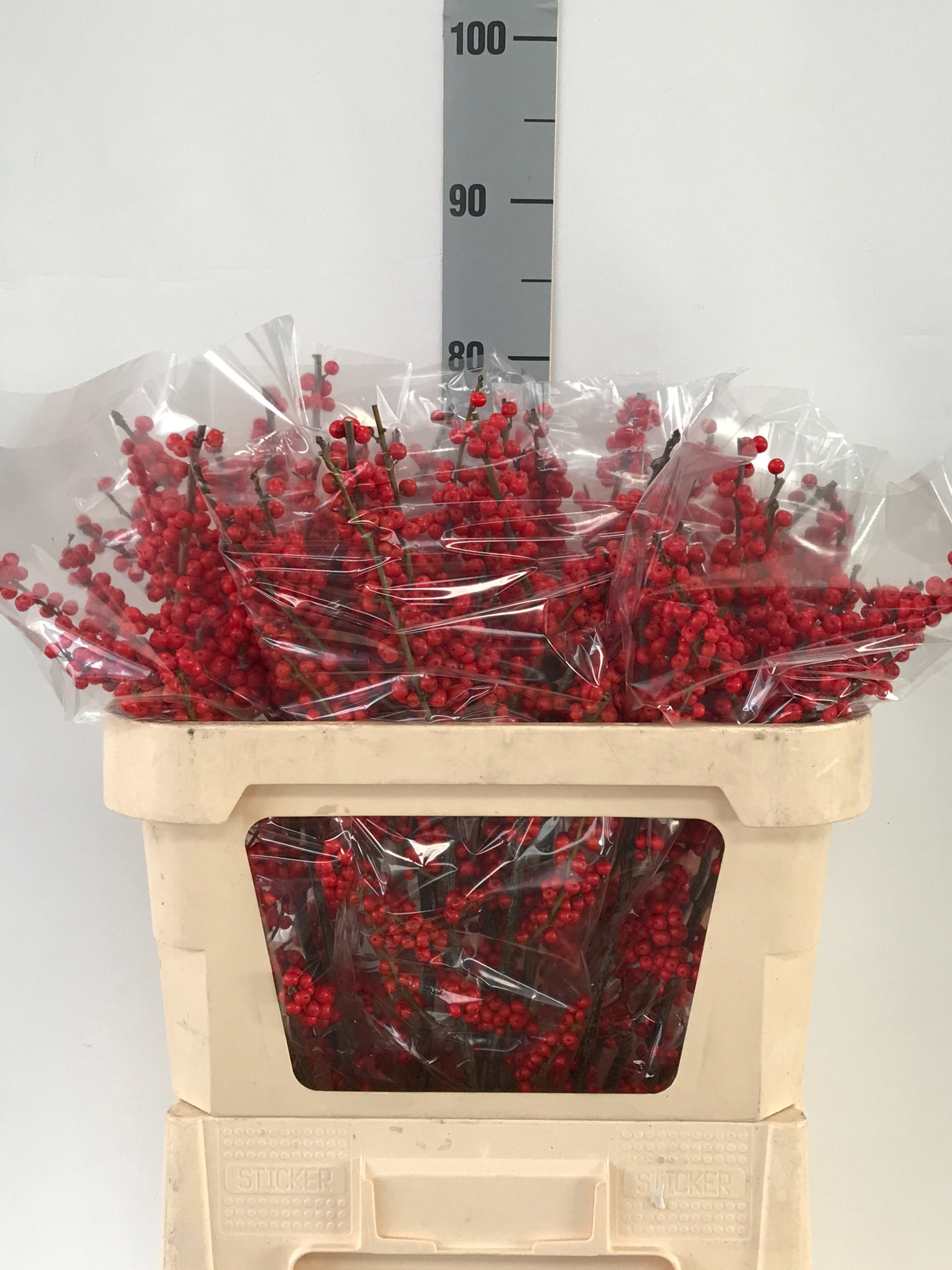 Ilex Verticlilata 70cm