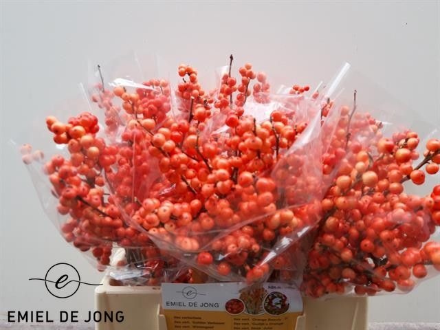 Ilex Oudijks Orange 40cm