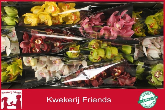 Cymbidium Asst 6bl