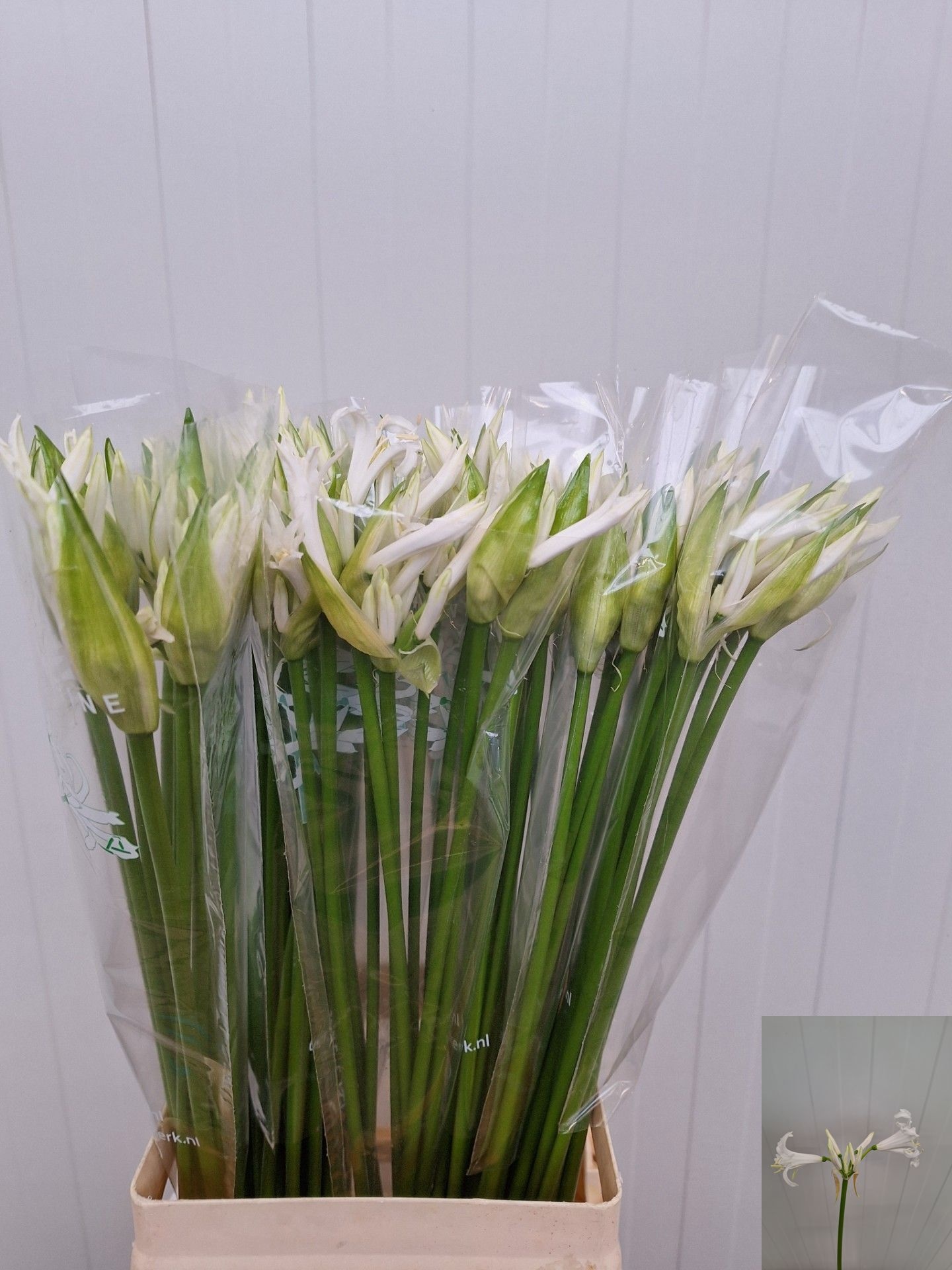 Ne Bo Adele 70cm