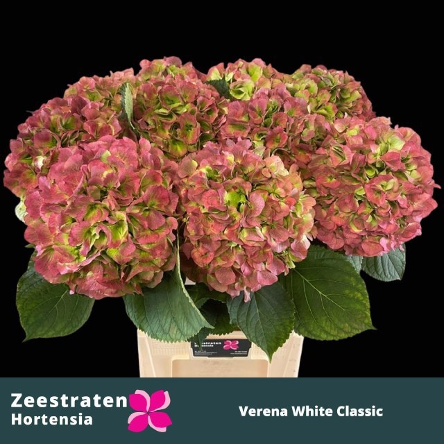 Hydrangea Verena Classic Red Green 80cm 24Ø
