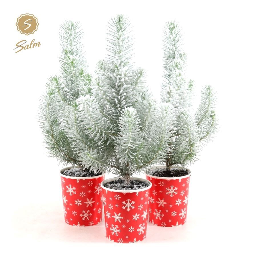 Picture of Pinus pinea 'Silver Crest' P10,5 in Cup X-mas Deco + Snow