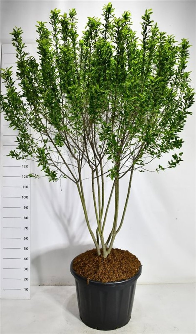 Amelanchier canadensis Rainbow Pillar ('Glennform')
