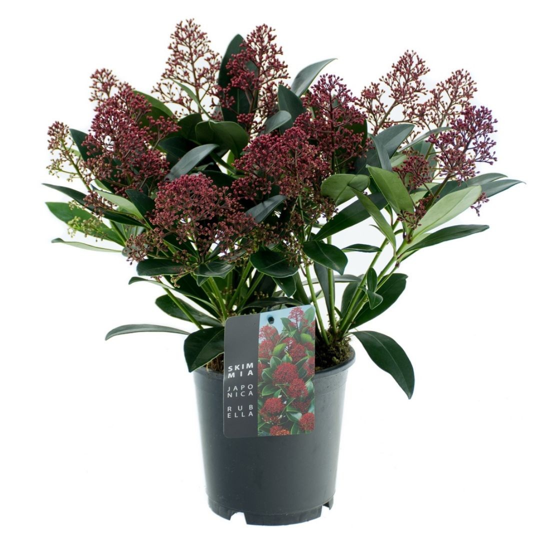 Picture of Skimmia Japonica Rubella 10-12+ flower