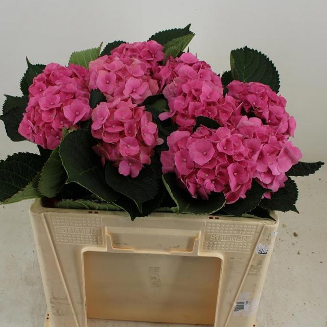 Hydrangea Royal Palace 50cm 15Ø