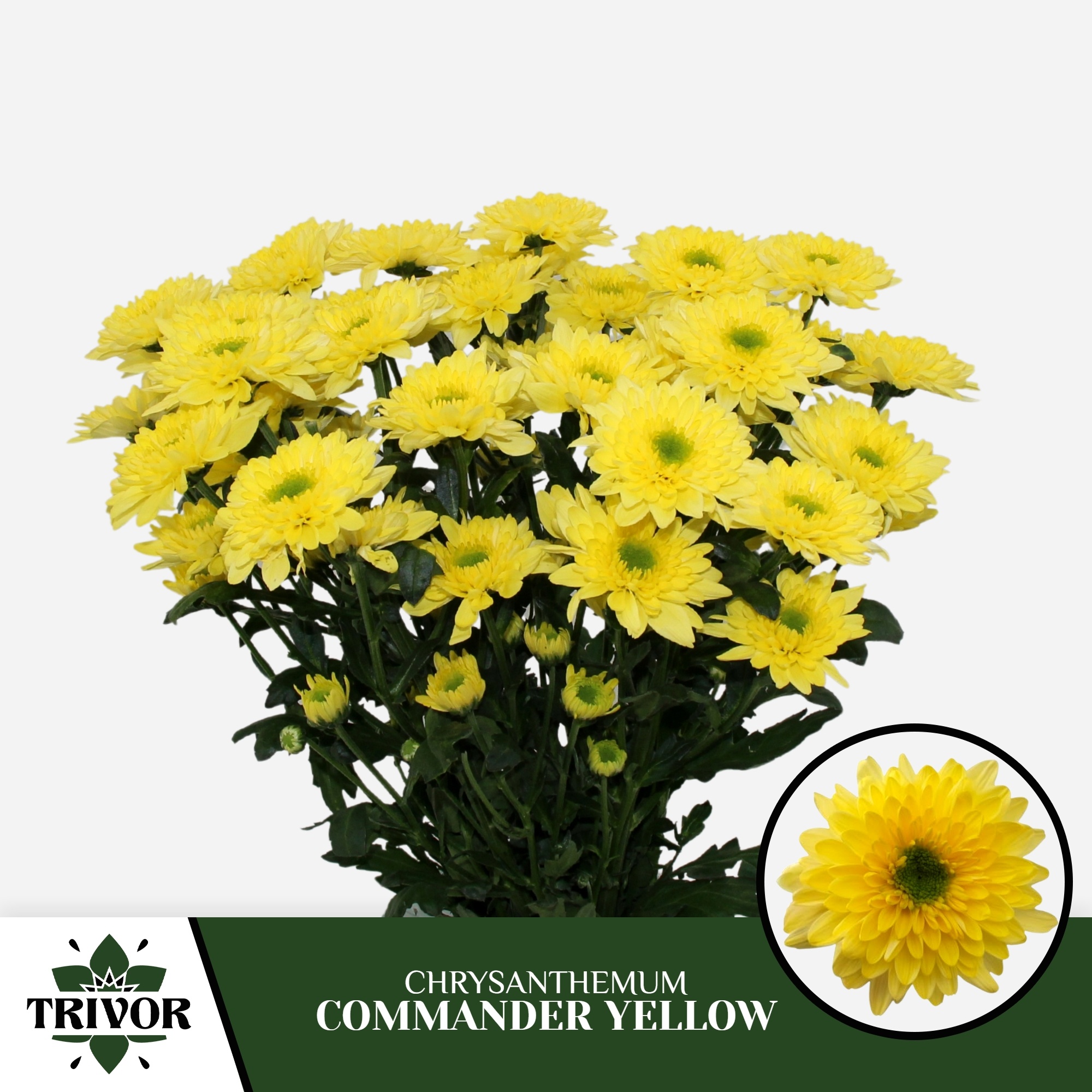 Chrys Spray Commander Yellow 75gram