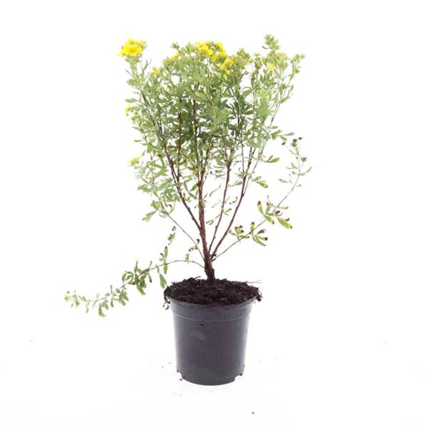 Potentilla f. 'Jackman's Variety'