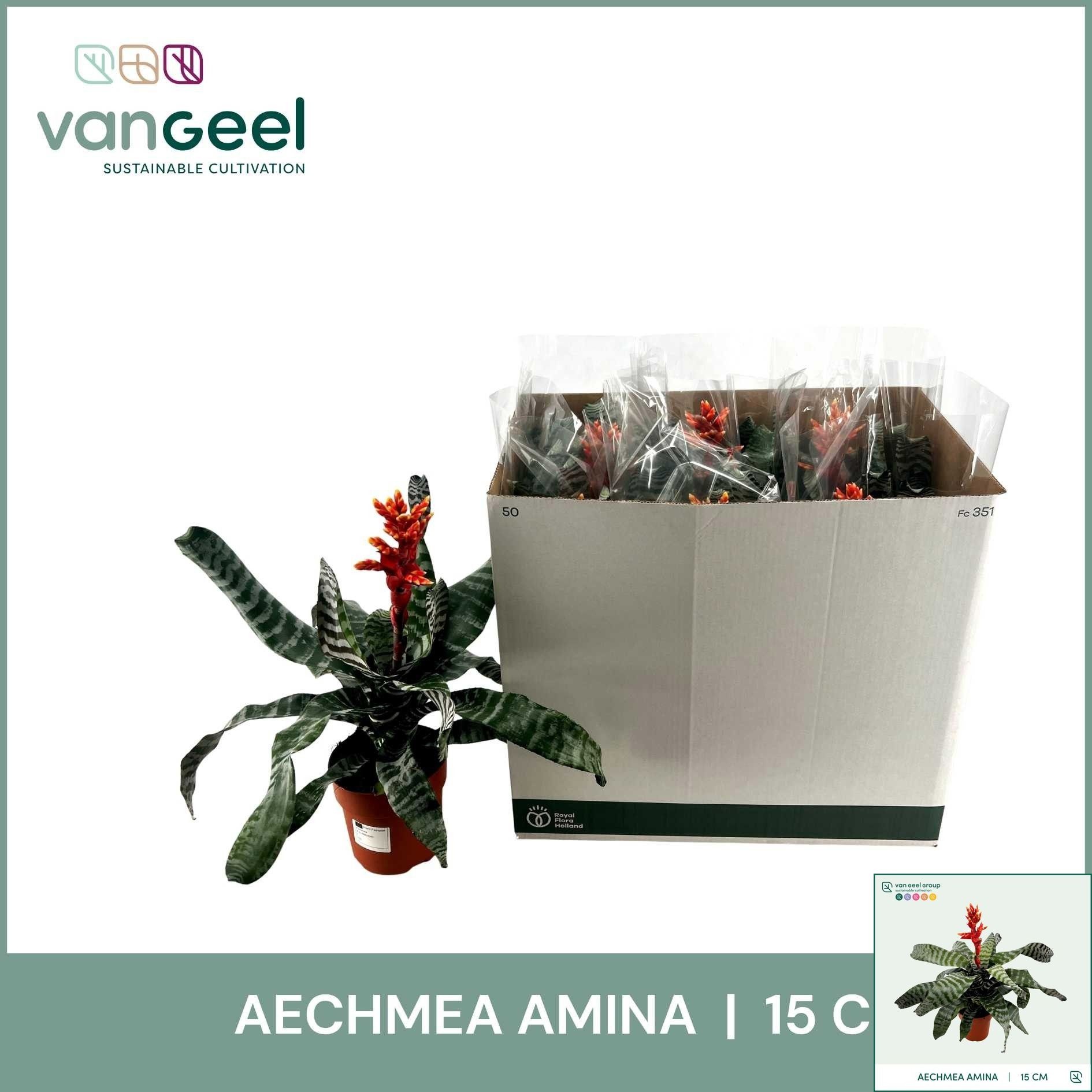 Aech Ov 15P 50H 23bloei