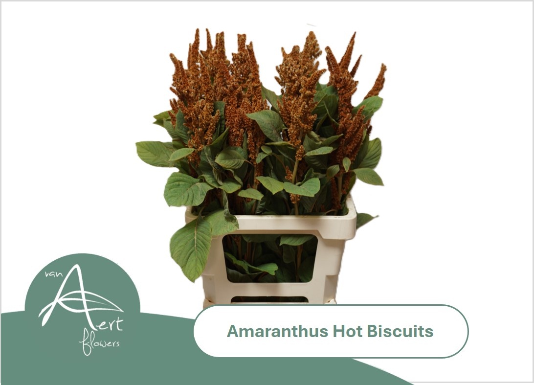 Amar Cr Hot Biscuits