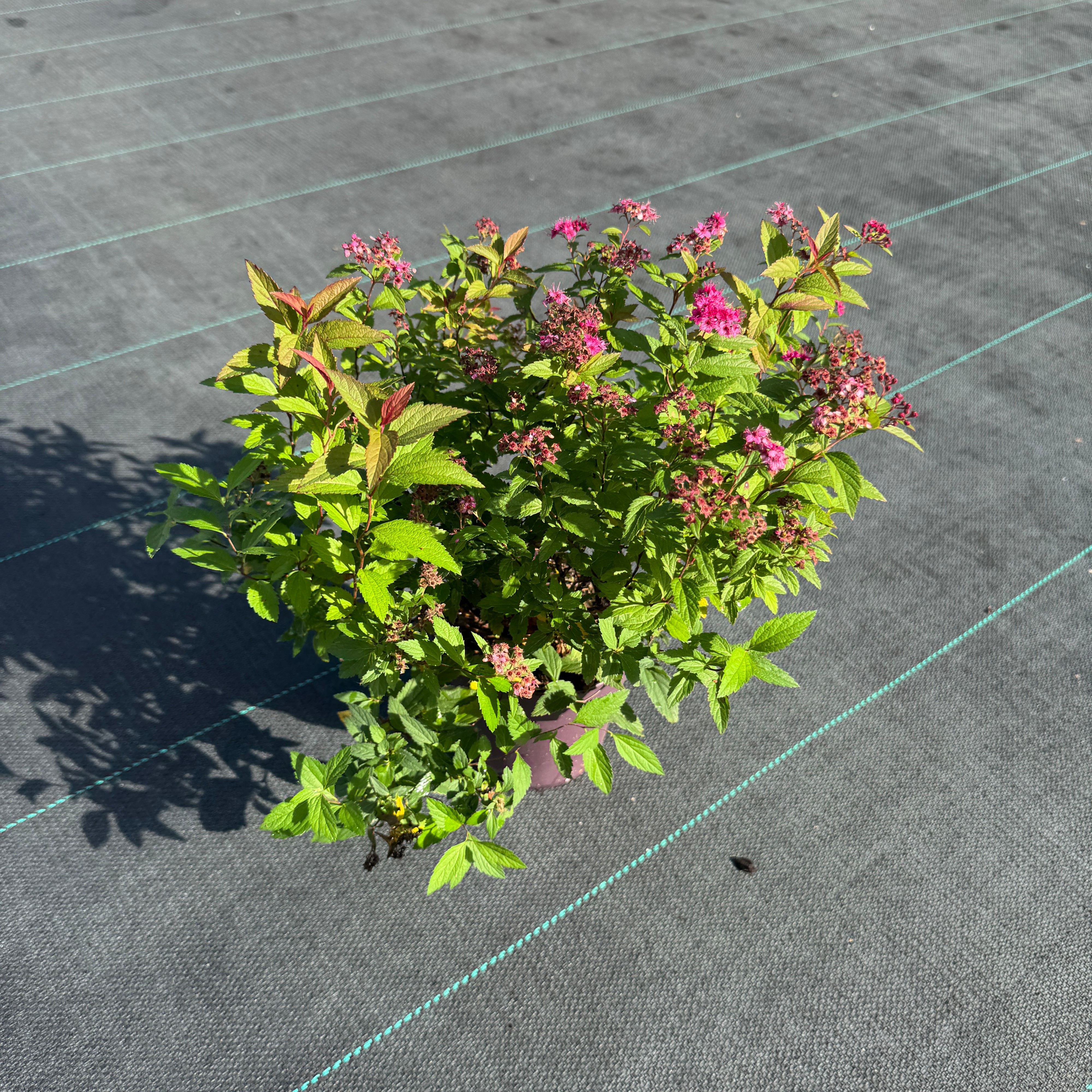 Spiraea japonica 'Dart's Red'