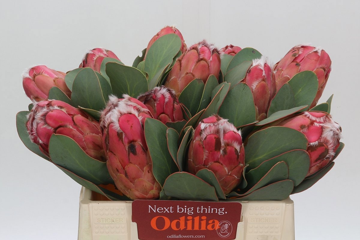 Protea Grandiceps 35cm