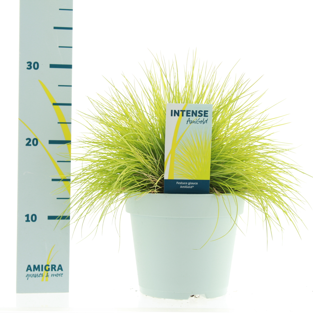 Picture of Festuca glauca AmiGold® P17 (2 Ltr)