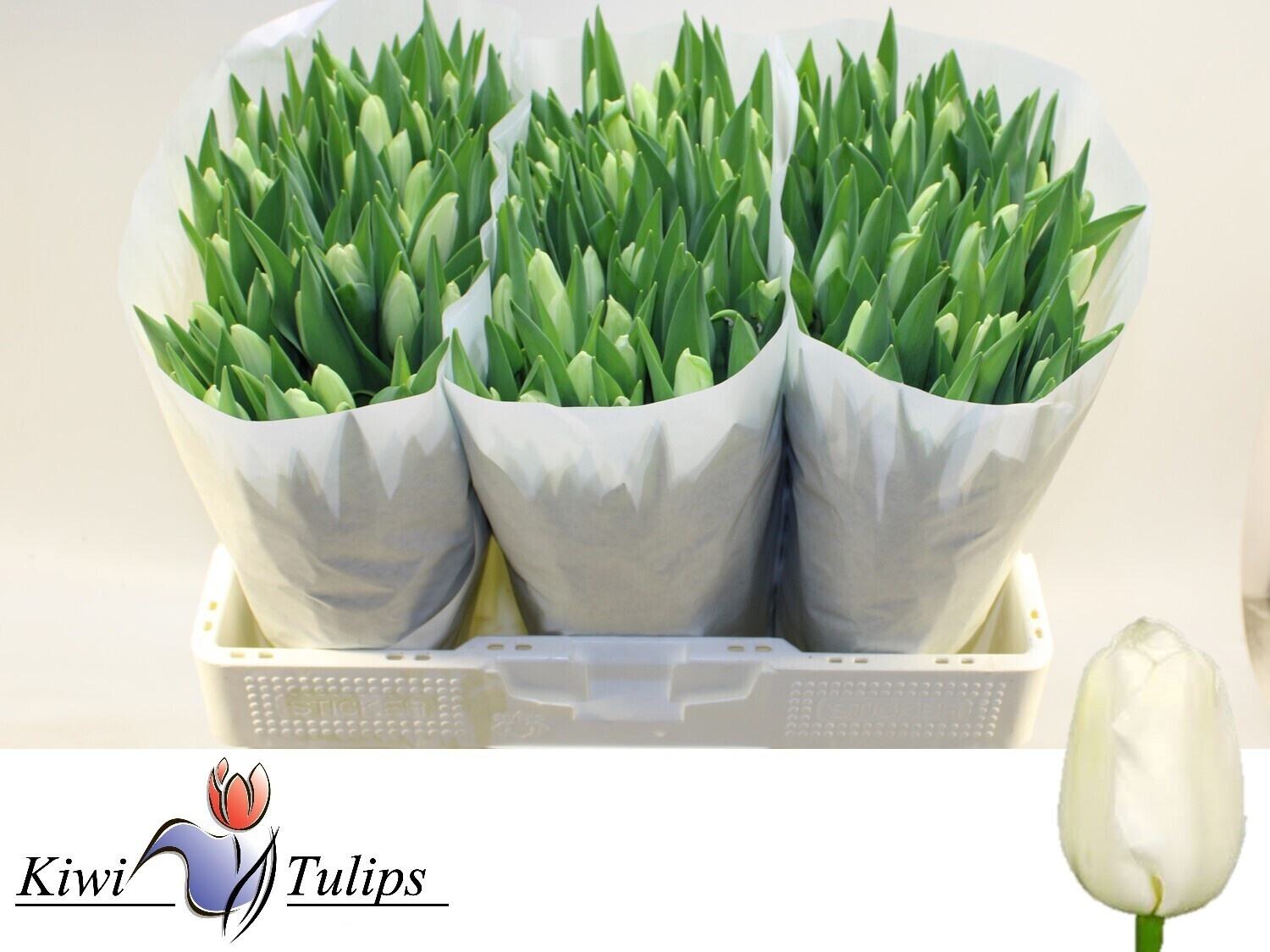 Tulipa Snowboard 42cm 40gram