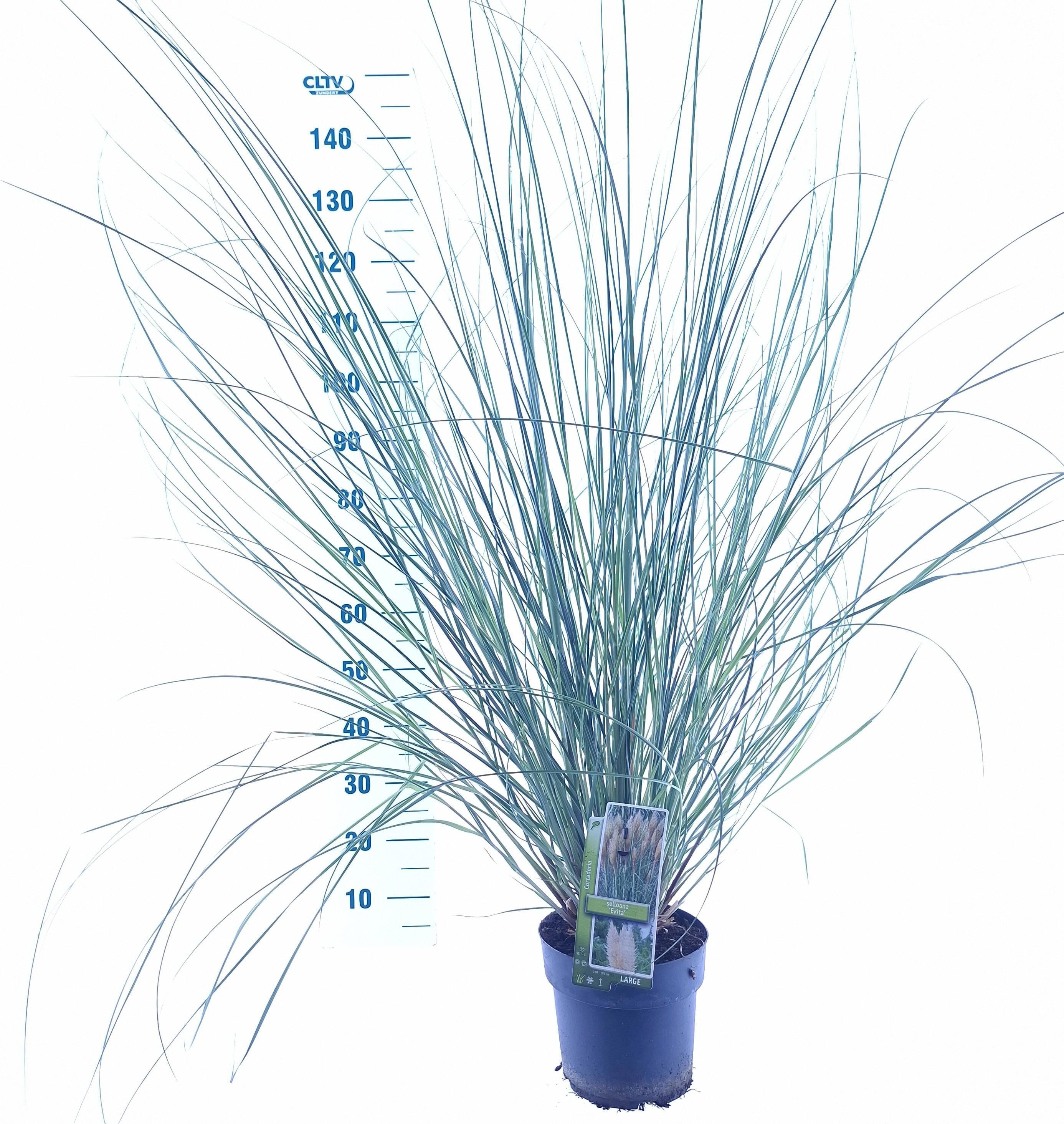 Cortaderia selloana 'Evita'
