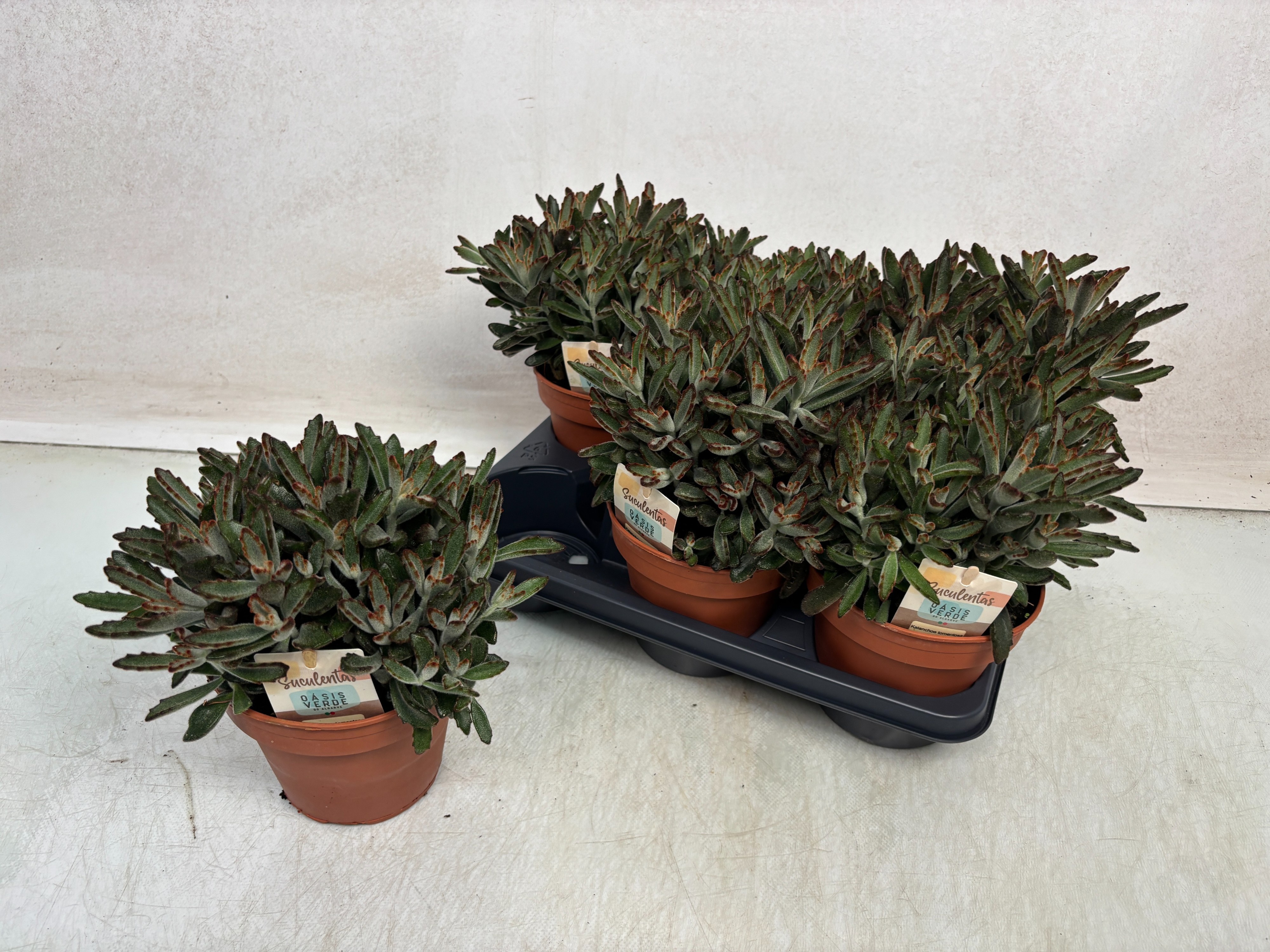 Kalan Tomentosa 14Ø 25cm