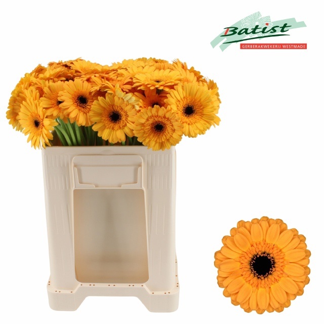 Gerbera Mini Tweety