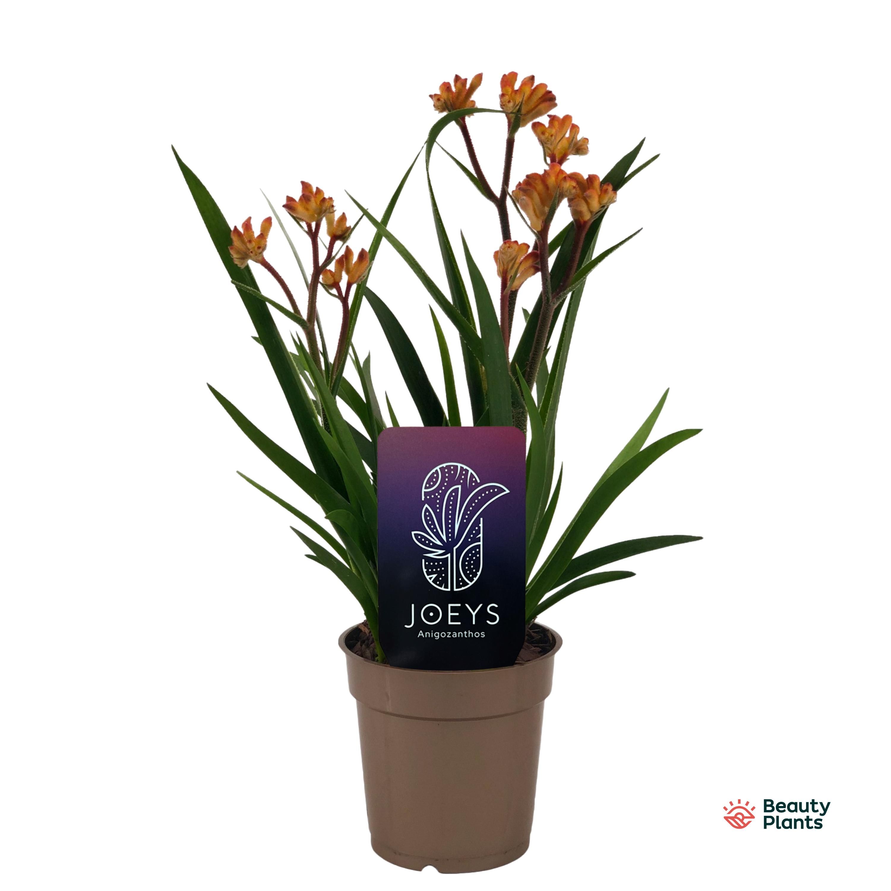 Anigozanthos Beauty Orange®