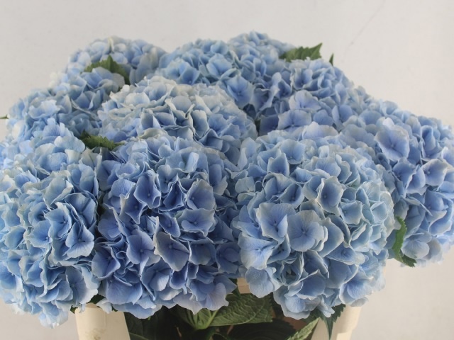 Hydr M Verena Bl