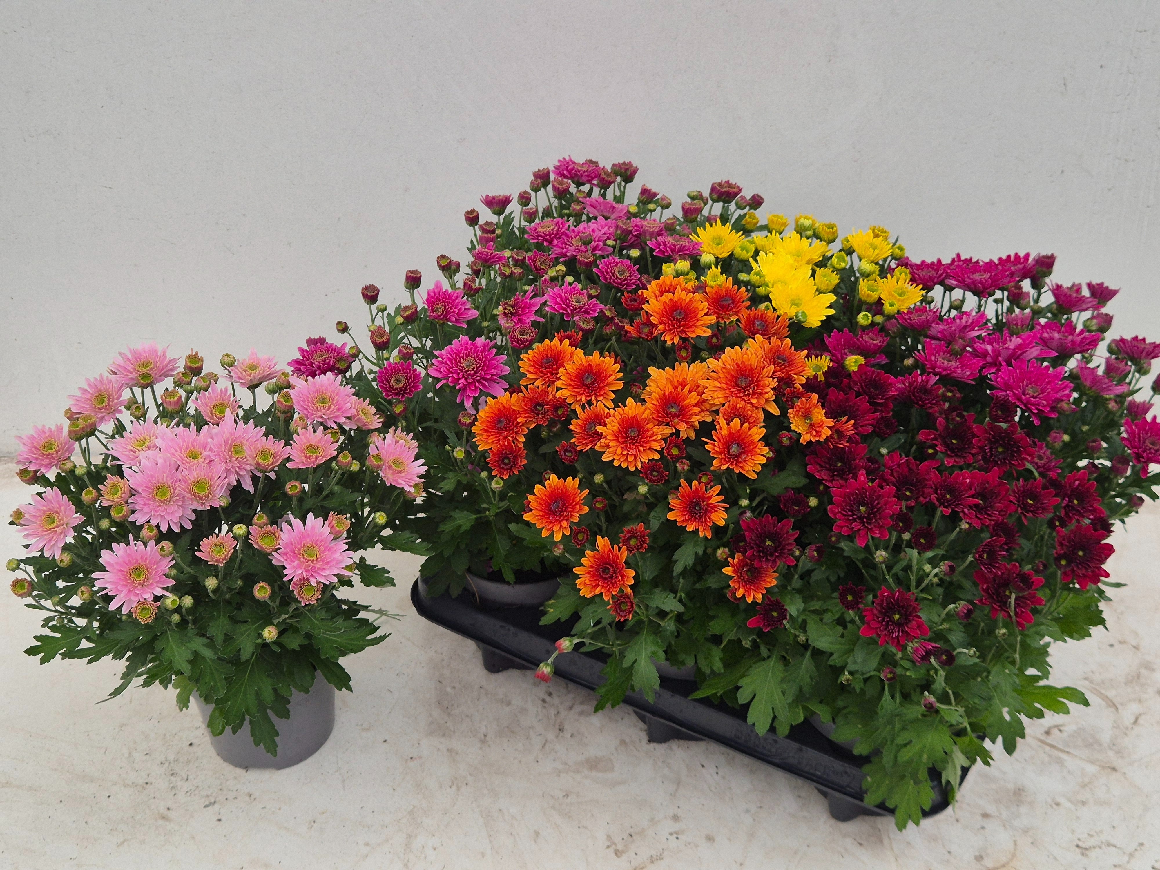 Chrys Garden Mums Gm 12Ø 25cm