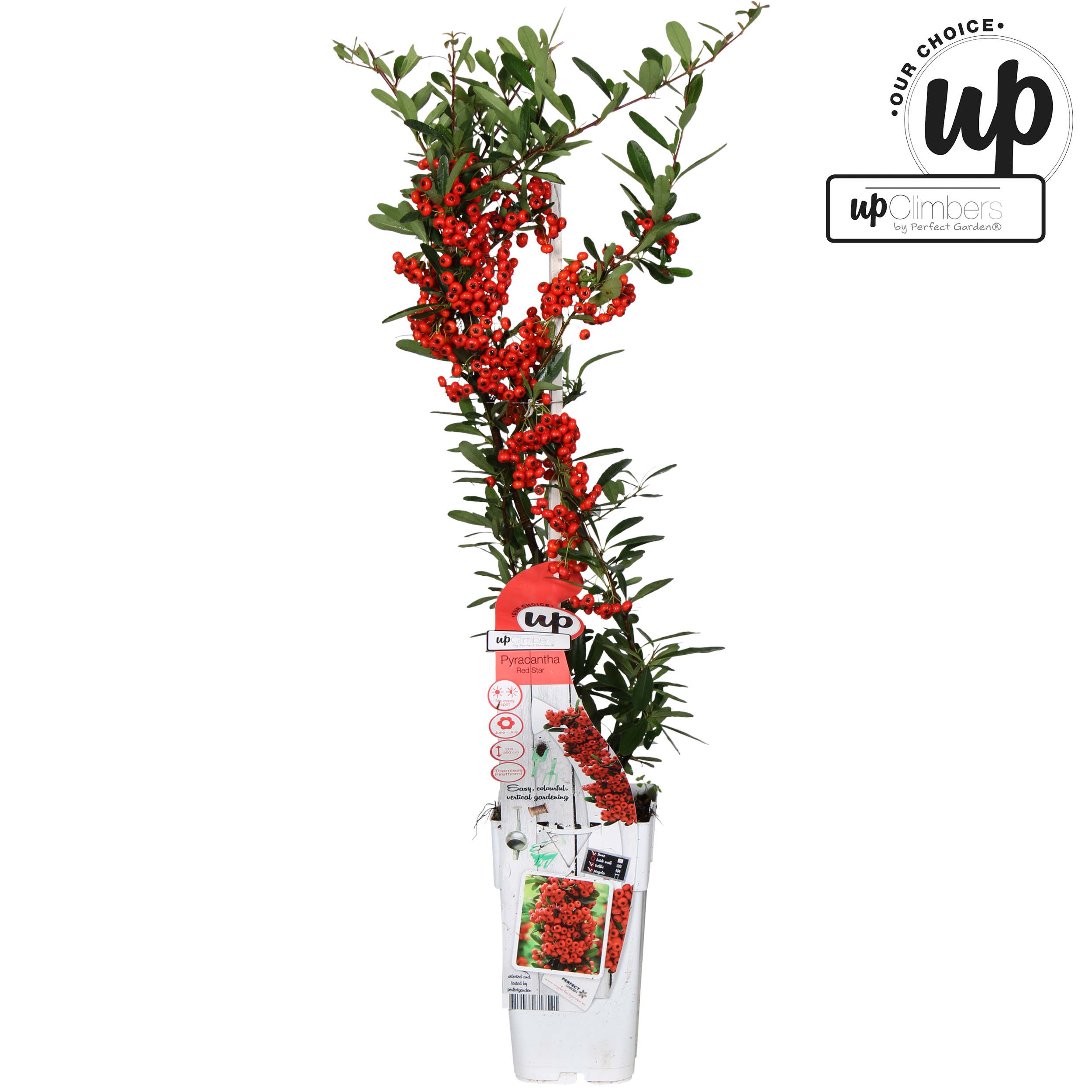 Picture of Pyracantha coccinea 'Red Star' P15