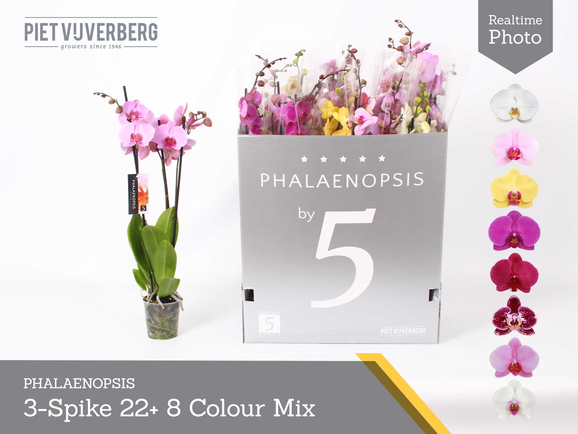 Phal Gem 8 Kl 12P 70H 3TAK 22bloem 23bloei