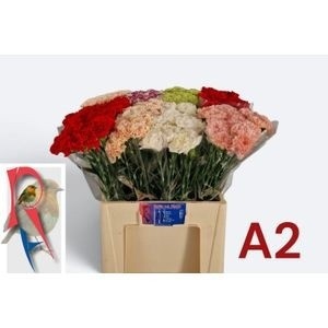 Dianthus St Mixed In Bucket 60cm