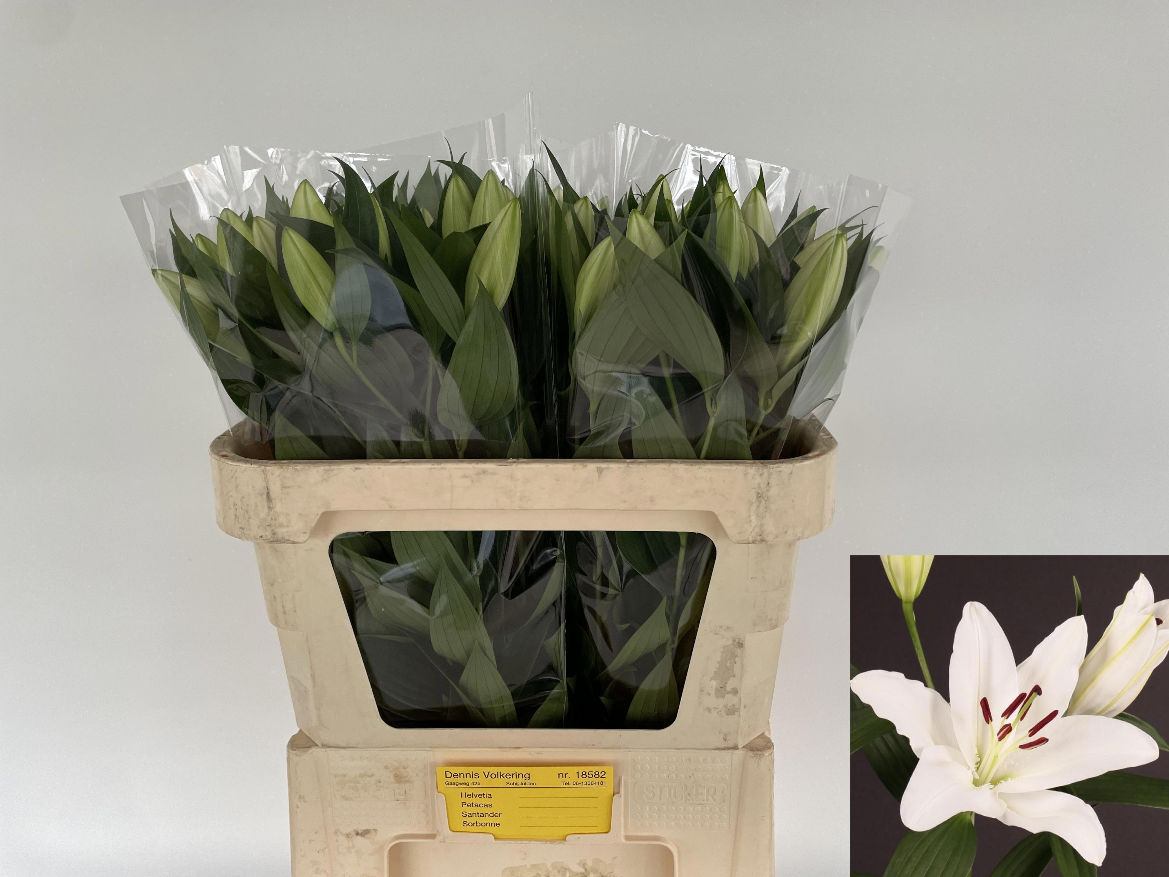 Lilium Or Santander 70cm 2/4bl