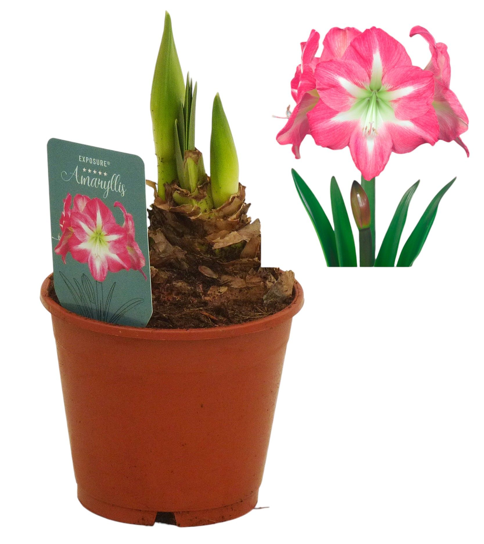 Hippeastrum Exposure regular assortiment