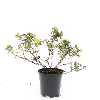 Picture of Potentilla f. Elizabeth P14