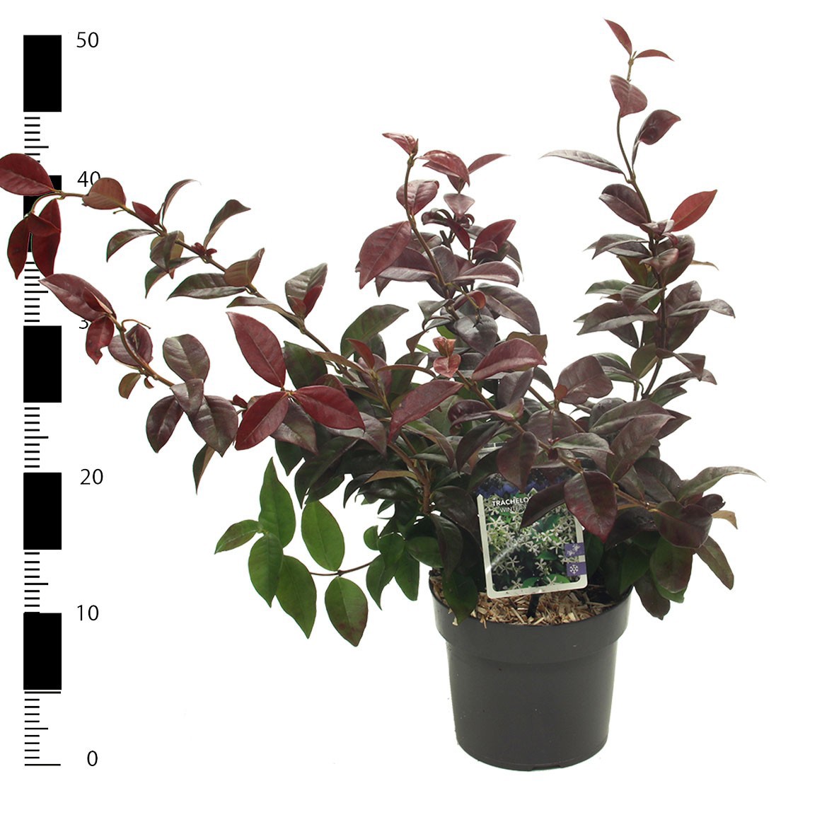 Picture of Trachelospermum 'Winter Ruby'